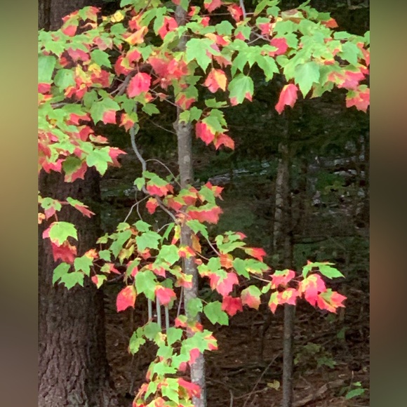 Meet your Posher, Suzanne - Picture 1 of 1